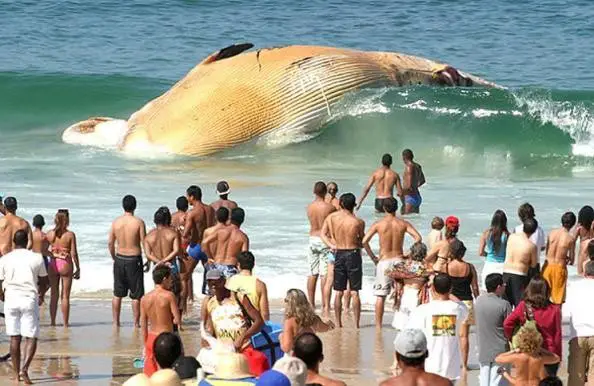 dead whale washes up